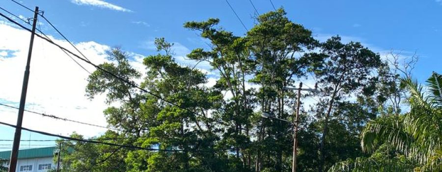 DEMA Fakultas Tarbiyah Dan Tadris Gelar Health Day dalam Rangka Mendukung Kesehatan dan Produktivitas Mahasiswa